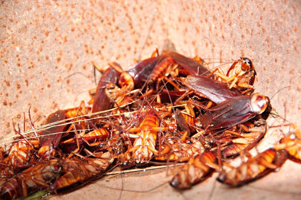Cockroaches piled in a bin