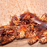 Cockroaches piled in a bin