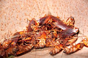 Cockroaches piled in a bin