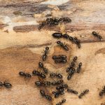 Colony of carpenter ants on firewood