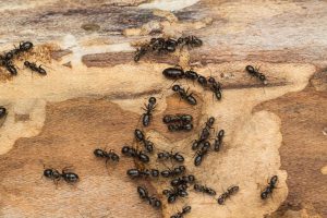 Colony of carpenter ants on firewood