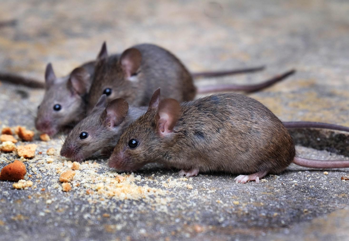 Why Mice Keep Returning Poulin s Pest Control Services