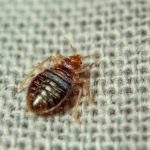 A closeup of a bed bug crawling on a bedsheet.