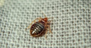 A closeup of a bed bug crawling on a bedsheet.