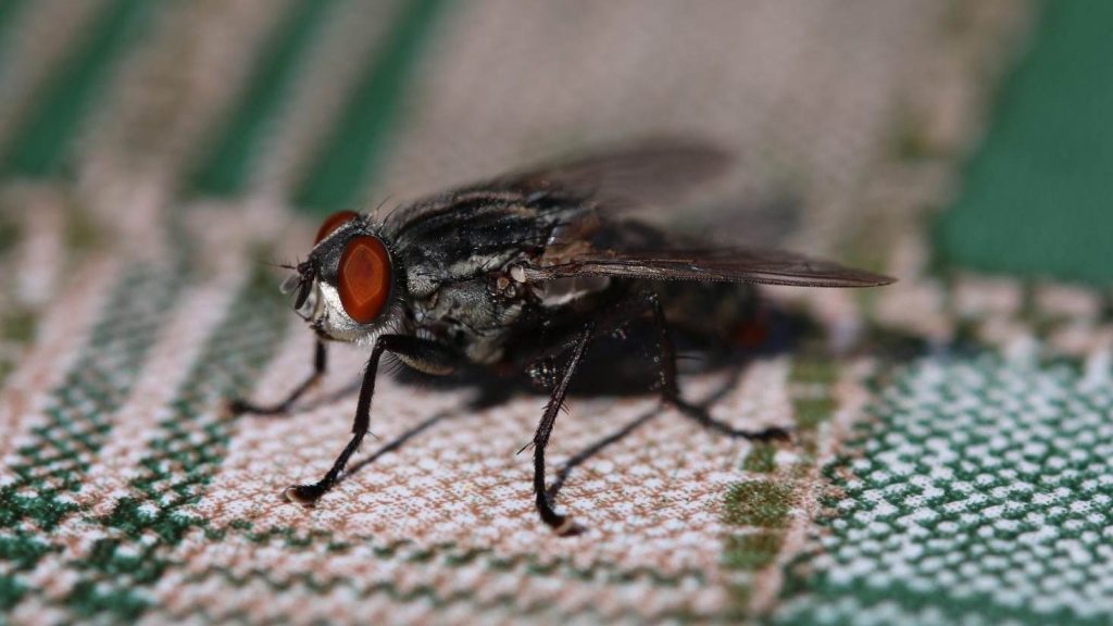 A fly on a piece of fabric in a home