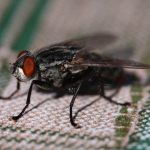 A fly on a piece of fabric in a home