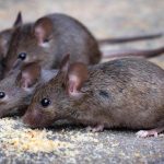 A group of mice gnaw on bird feed scattered on the ground.