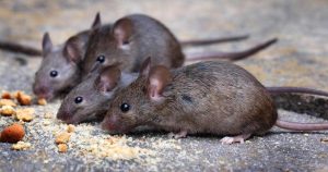 A group of mice gnaw on bird feed scattered on the ground.