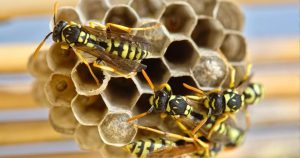 A wasp nest.
