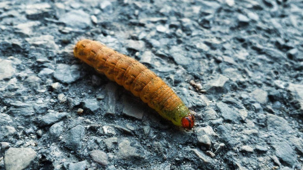 Cankerworm on a ground close-up.