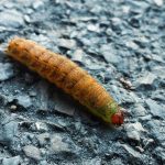 Cankerworm on a ground close-up.