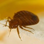 Macro photo of a bed bug