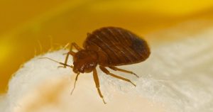 Macro photo of a bed bug