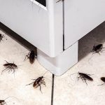 Cockroach infestation in the kitchen, insects on the dirty floor climbing on the stove.