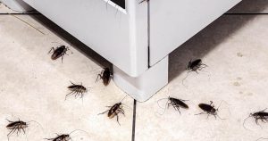 Cockroach infestation in the kitchen, insects on the dirty floor climbing on the stove.