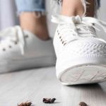 Squishing cockroaches can spread bacteria and worsen infestations. Learn smarter pest control tips for Canadian homes from Poulin’s Pest Control experts.