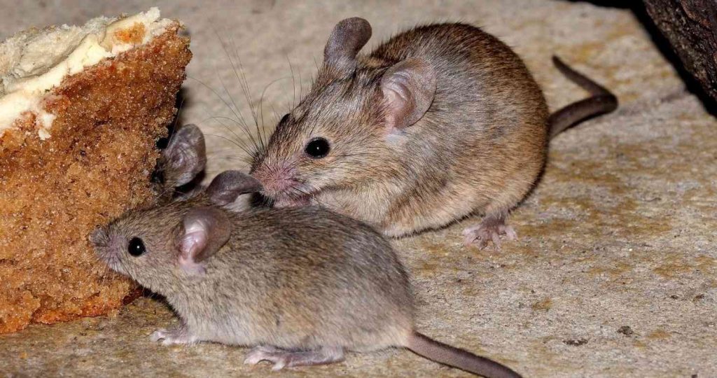 Two house mice nibble at a slice of cake.