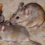 Two house mice nibble at a slice of cake.