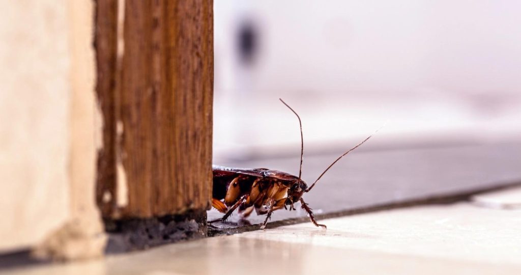 A cockroach entering a home.