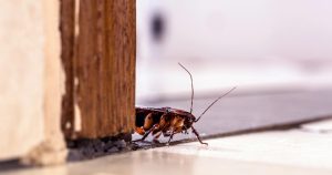 A cockroach entering a home.