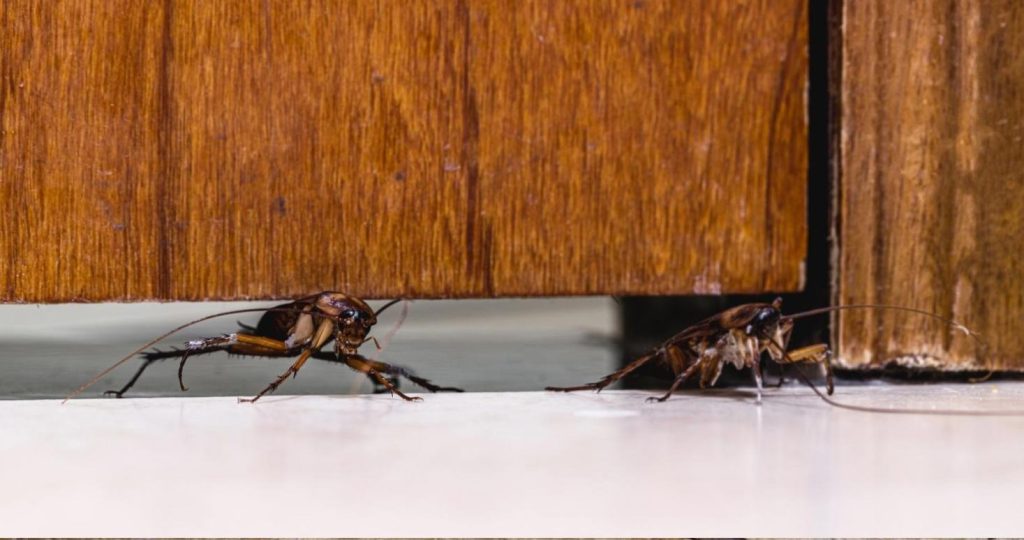 Red cockroach passing through door.