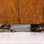 Red cockroach passing through door.