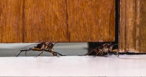 Red cockroach passing through door.