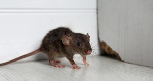 A mouse outside the wall, where a colony is hiding.