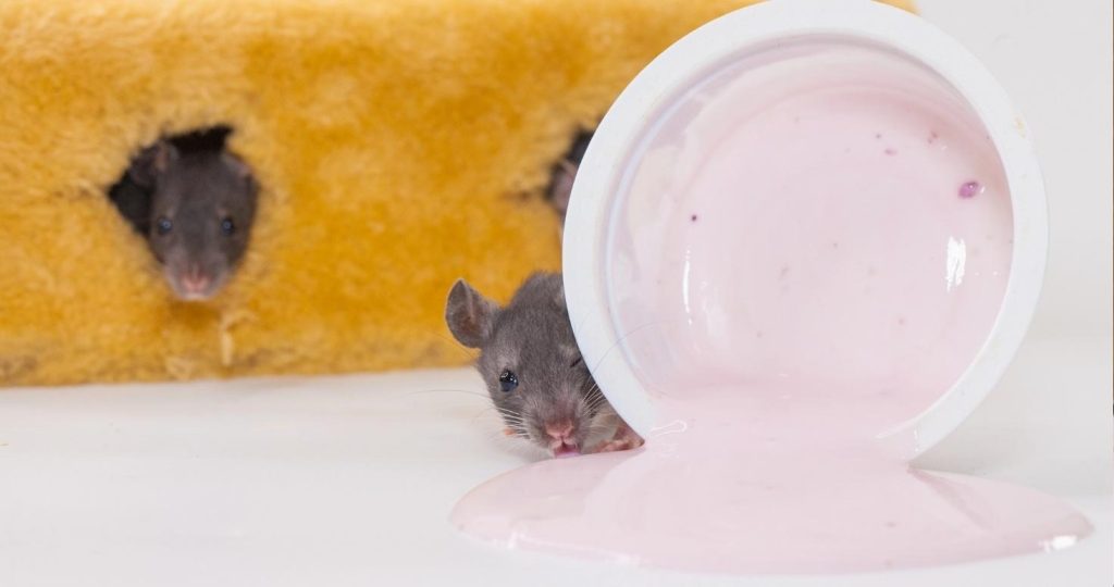 Mice infestation in a house, hidden behind the wall.