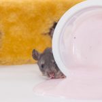 Mice infestation in a house, hidden behind the wall.