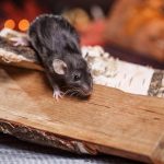 A small rodent on stacked firewood indoors, illustrating early spring rodent activity.