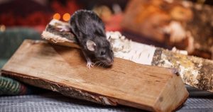 A small rodent on stacked firewood indoors, illustrating early spring rodent activity.