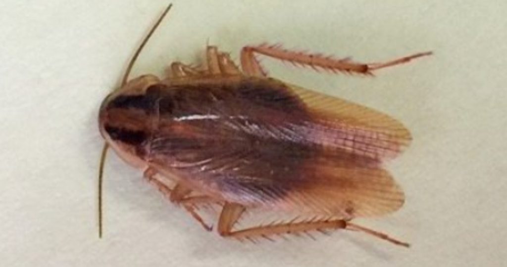 Adult German cockroach