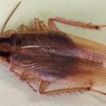 Adult German cockroach