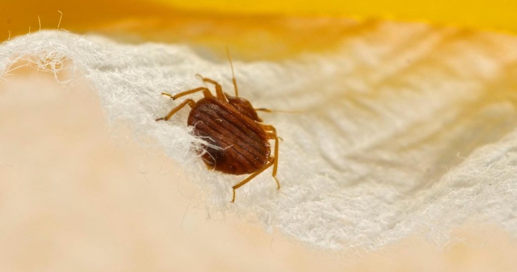 Close-up image of a bed bug on a piece of white fabric.