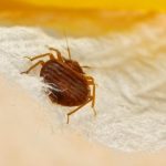 Close-up image of a bed bug on a piece of white fabric.