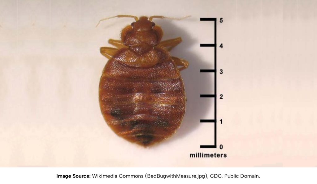 Bed bug with measure https://upload.wikimedia.org/wikipedia/commons/3/37/BedBugwithMeasure.jpg CDC, Public domain, via Wikimedia Commons.