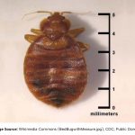 Bed bug with measure https://upload.wikimedia.org/wikipedia/commons/3/37/BedBugwithMeasure.jpg CDC, Public domain, via Wikimedia Commons.