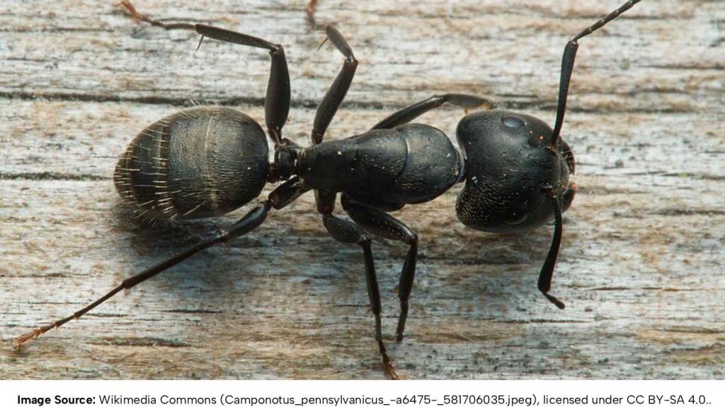 Close-up of carpenter ant on a wooden outdoor surface. https://www.inaturalist.org/photos/581706035 Licensed under CC BY-SA 4.0