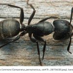 Close-up of carpenter ant on a wooden outdoor surface. https://www.inaturalist.org/photos/581706035 Licensed under CC BY-SA 4.0