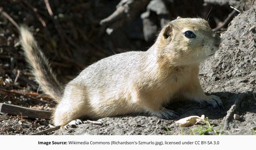 A Richardson's Ground Squirrel (Spermophilus richardsonii), in Fish Creek Park, Calgary, Alberta. Photo by Chuck Szmurlo taken July 9 2005 with a Nikon D70 and a Nikon 70-200 f2.8 lens from https://commons.wikimedia.org/wiki/File:Richardson%27s-Szmurlo.jpg under the https://creativecommons.org/licenses/by-sa/3.0/deed.en licence