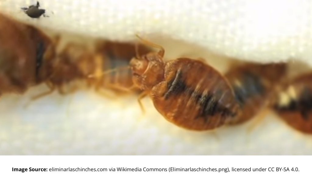 Closeup of bed bug