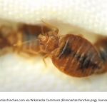 Closeup of bed bug