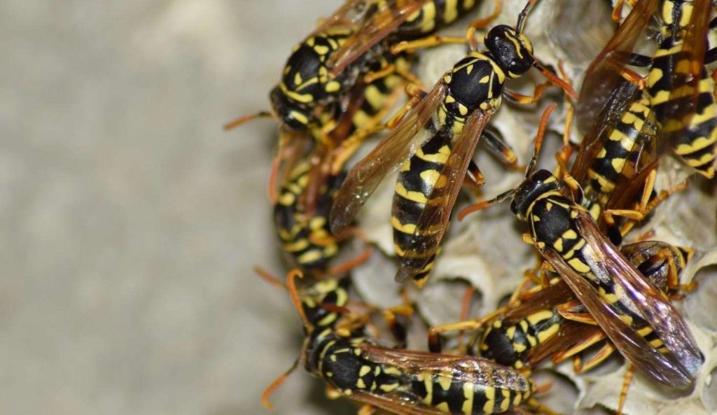 Wasps on a nest.