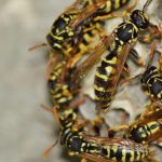 Wasps on a nest.