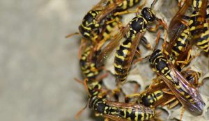 Wasps on a nest.