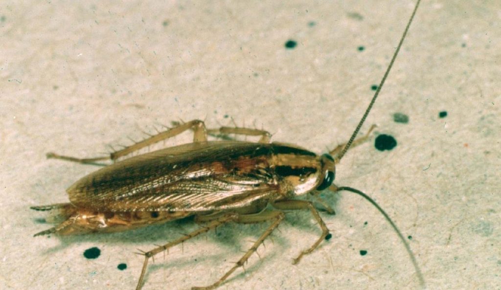 A close shot of a German cockroach.