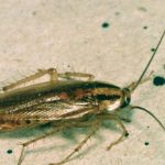 A close shot of a German cockroach.