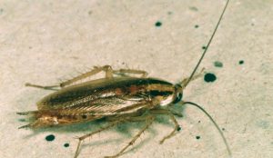 A close shot of a German cockroach.