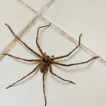 spider crawling on home tile floor